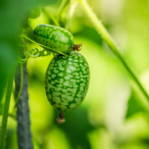 Cucamelon Seeds