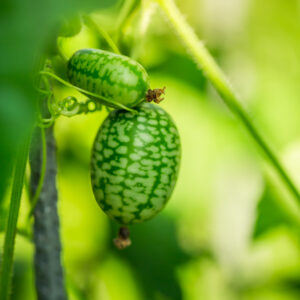 Cucamelon (Melothria scabra) - edible Mexican miniature watermelon or cucumber in garden