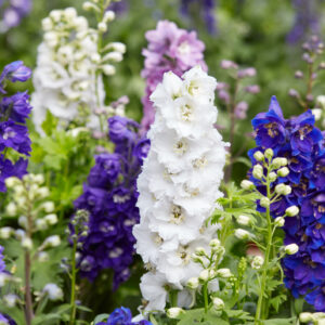 Larkspur flowers, Delphinium elatum in white, purple and blue colors