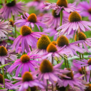 Bunch of purple flowers growing on a meadow in summer