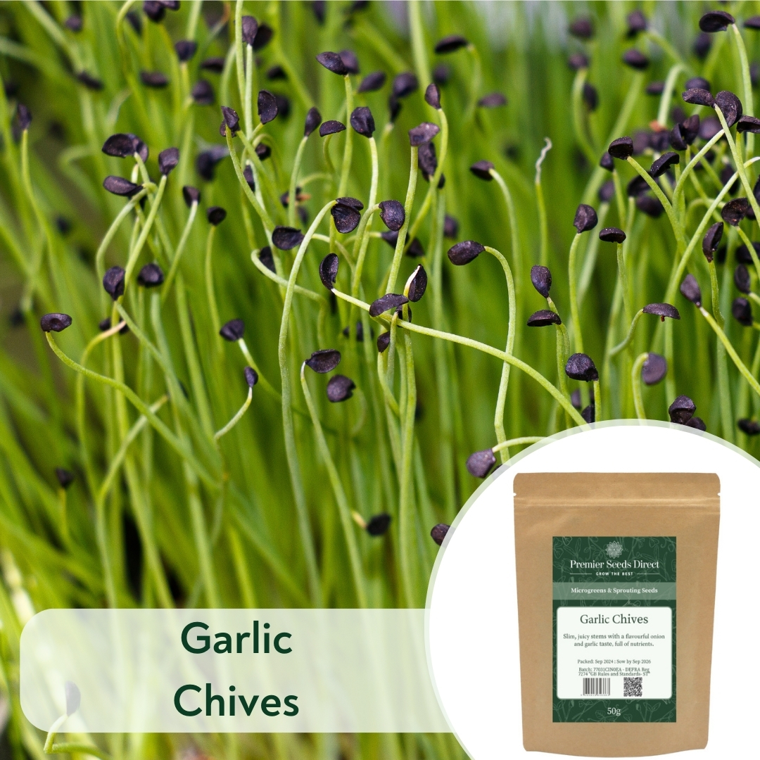 Garlic Chives (1)