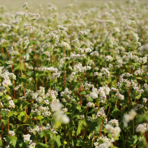 Green Manure - Organic