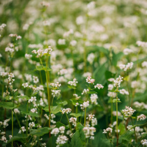 Green Manure Buckwheat