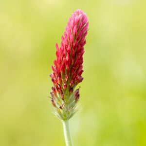 Close up of Crimson clover or italian clover flower head isolated on outdoors. Trifolium incarnatum L.