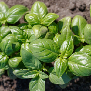 Green basil plant from top on garden bed