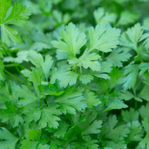 Fresh coriander leaves plant in a garden