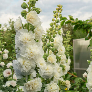 Alcea Rosea, a double form in white. They are popular garden ornamental plant. Also comonly known as Hollyhock. Close-up of blooming hollyhock flowers in the garden on backdrop of blue sky.