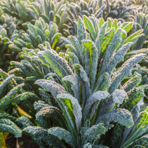 Closeup of dewy Cavolo nero or Lacinato kale in the field on a sunny day in the beginning of the fall season.