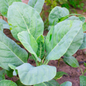 Growing Chinese kale vegetable or Chinese Broccoli Plants (Brassica oleracea var. alboglabra). They are green crop that grows on on the ground, high vitamins A and C and rich in calcium