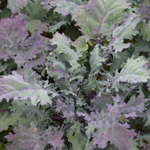 Kale - Red Russian