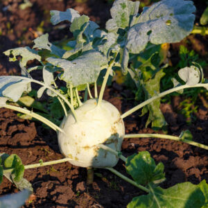 Ripe kohlrabi cabbage on the garden bed close-up in sunlight at sunny autumn morning