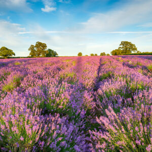 A beautiful field of Lavender growing in the Somerset countryside