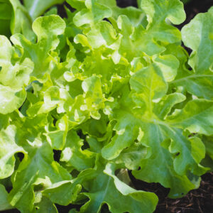 green oak leaf  on  vegetables salad  food background