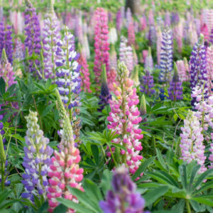 Lupinus, lupin, lupine field with pink purple and red flowers.