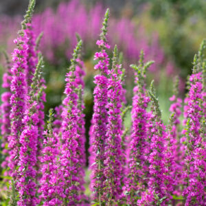 Close up of purple loosestrife (lythrum salicaria) flowers in bloom