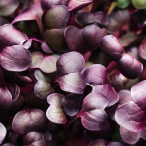 Radish sango microgreens with purple leaves close-up.The concept of healthy eating,vegan concept.Home gardening.Natural background.Selective focus with shallow depth of field.