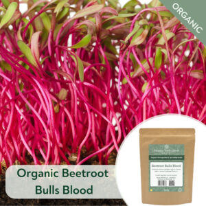 Organic Beetroot Bulls Blood - Microgreen/Sprouting
