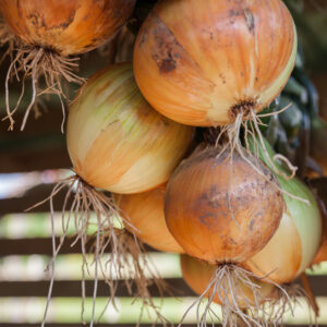 Freshly picked onion dries in a shed.