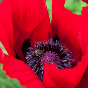 Bee on Common Poppy (Papaver rhoeas), Germany