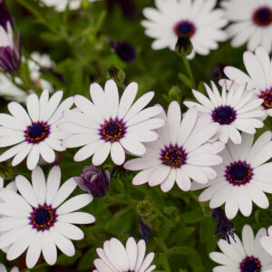 white flower plant in the garden in summer, flower with white petals in the nature