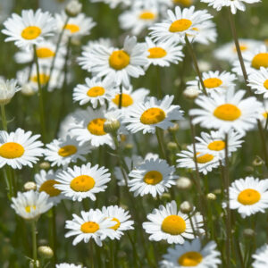 Group of oxeye daisies in the afternoon