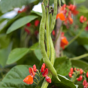 Runner beans on vine growing in garden