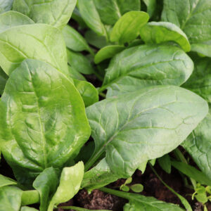 Fresh organic leaves of spinach in the garden .