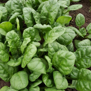 spinach growing at a organic market farm