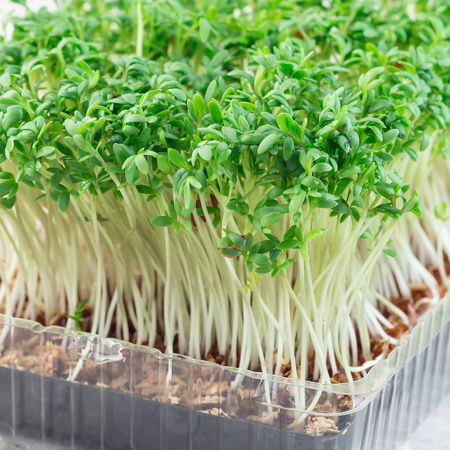 Homegrown cress salad, microgreens in a plastic container, homegrown cress salad, square format