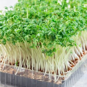 Homegrown cress salad, microgreens in a plastic container, homegrown cress salad, square format