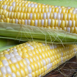 Corn is two-tone on a wooden table. white and yellow corn kernels on the cob close-up.