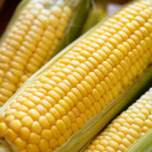 Corn on the cob, sweet corn for cooking food, fresh corn on wooden background, harvest ripe corn organic - top view