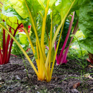 Close up of vibrant colours of stems of rainbow chard grown in a community garden allotment plot.  Chard is a highly nutritious leafy green vegetable and a component of many healthy diets.  July/August, Cheshire, United Kingdom.