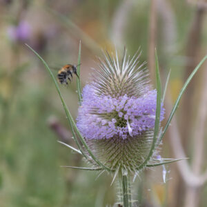 A honey bee on a teasel flower