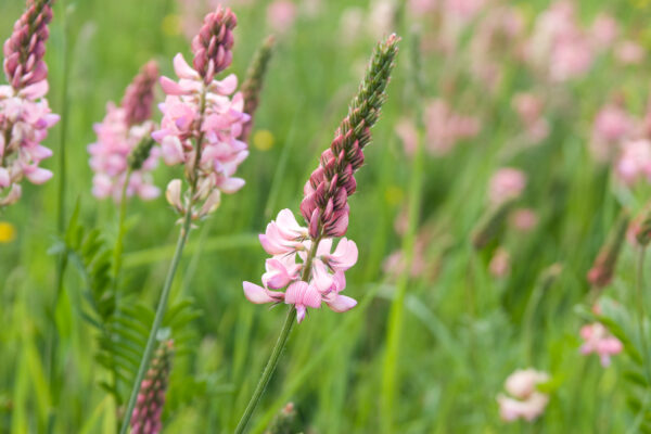 British Wild Flower - Sainfoin - Image 2