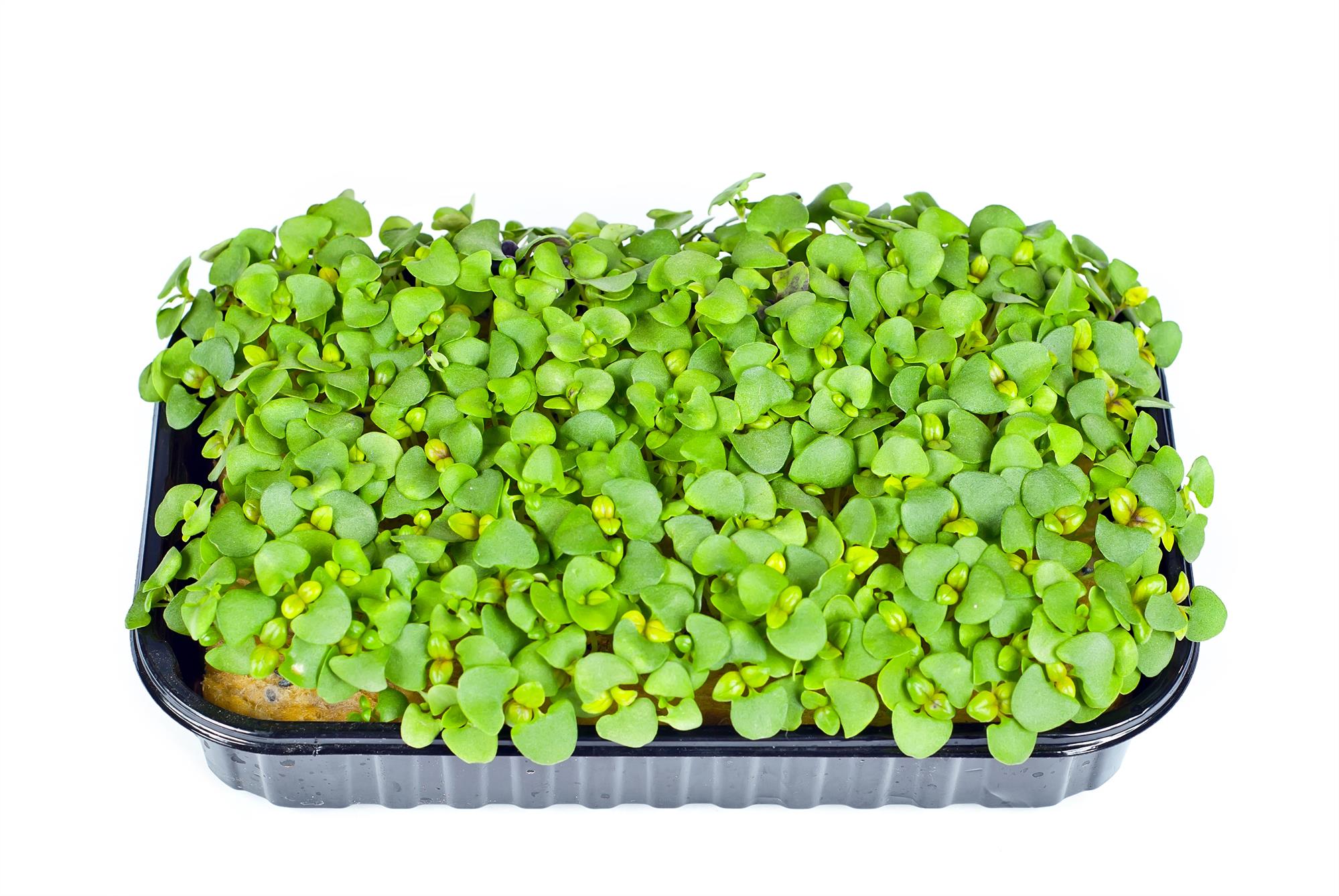 Microgreen Basil Genovese Premier Seeds Direct