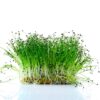Garlic Chives - Microgreen/Sprouting - Image 2