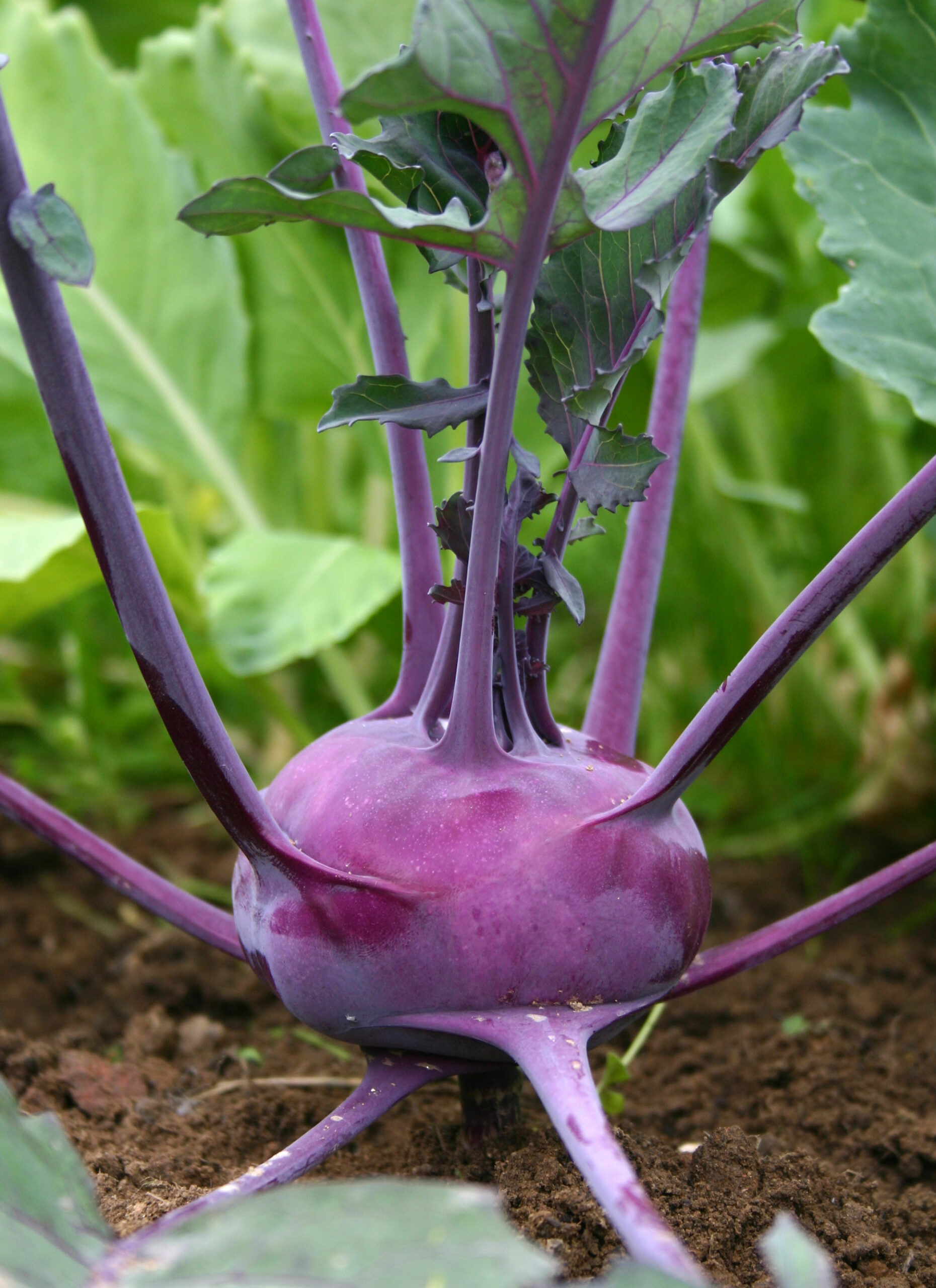 Kohlrabi - Delicacy Purple