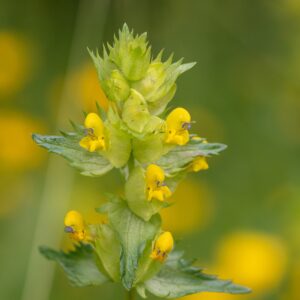 Close up of a yellow rattle plant (rhinanthus) in bloom