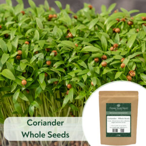 Coriander Whole Seed - Microgreen/Sprouting