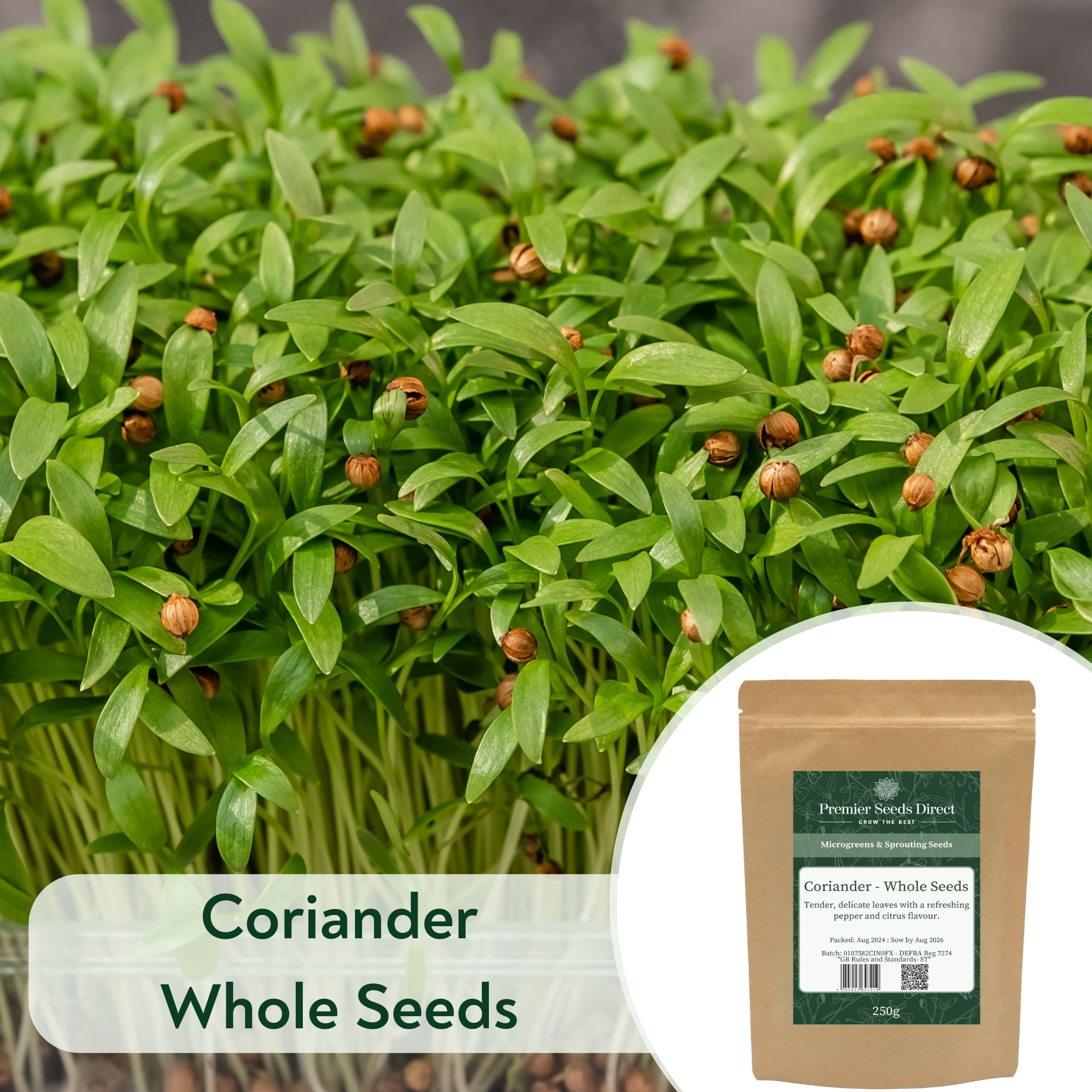 Coriander Whole Seeds