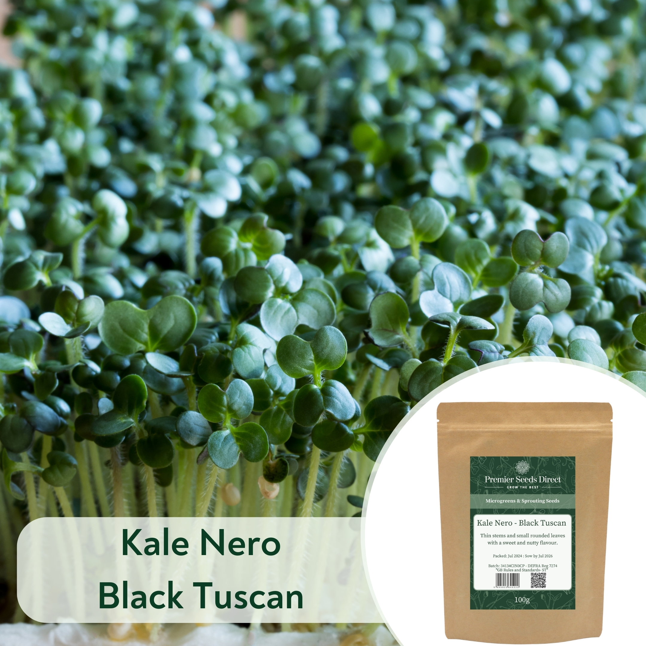 Kale Nero Black Tuscan