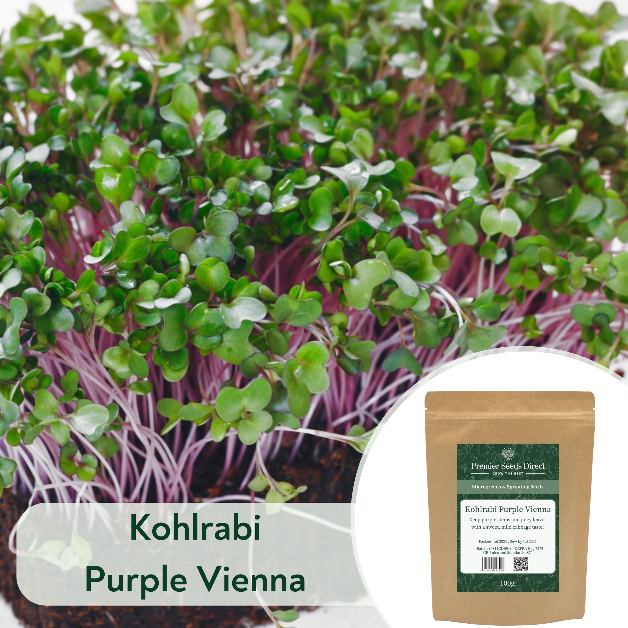 Kohlrabi Purple Vienna