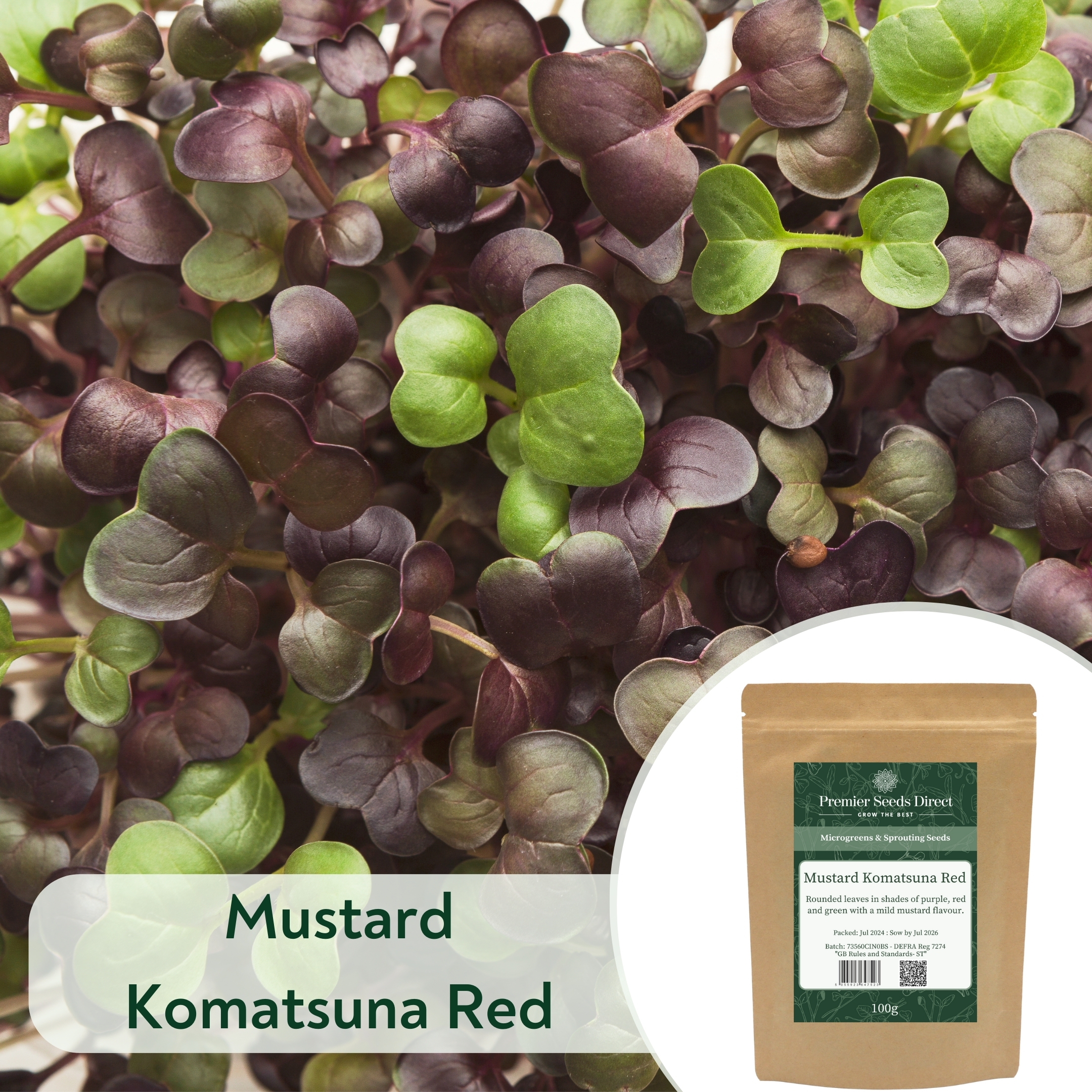 Mustard Komatsuna Red