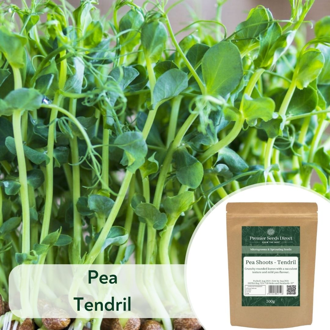 Pea Tendril (1)