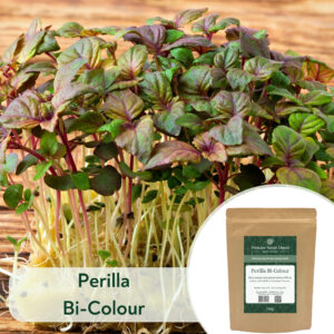 Perilla Bi-Colour - Microgreen/Sprouting