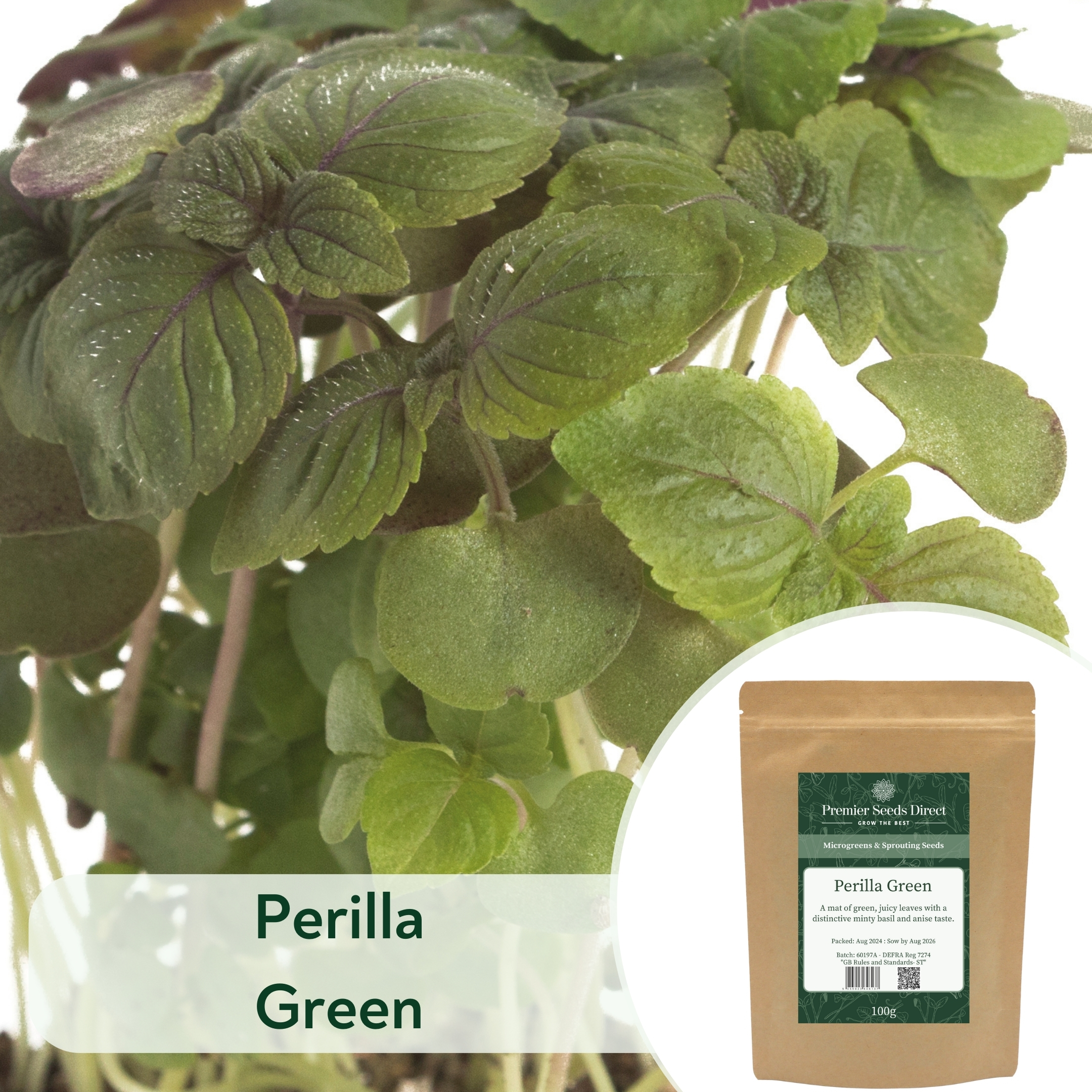 Perilla Green