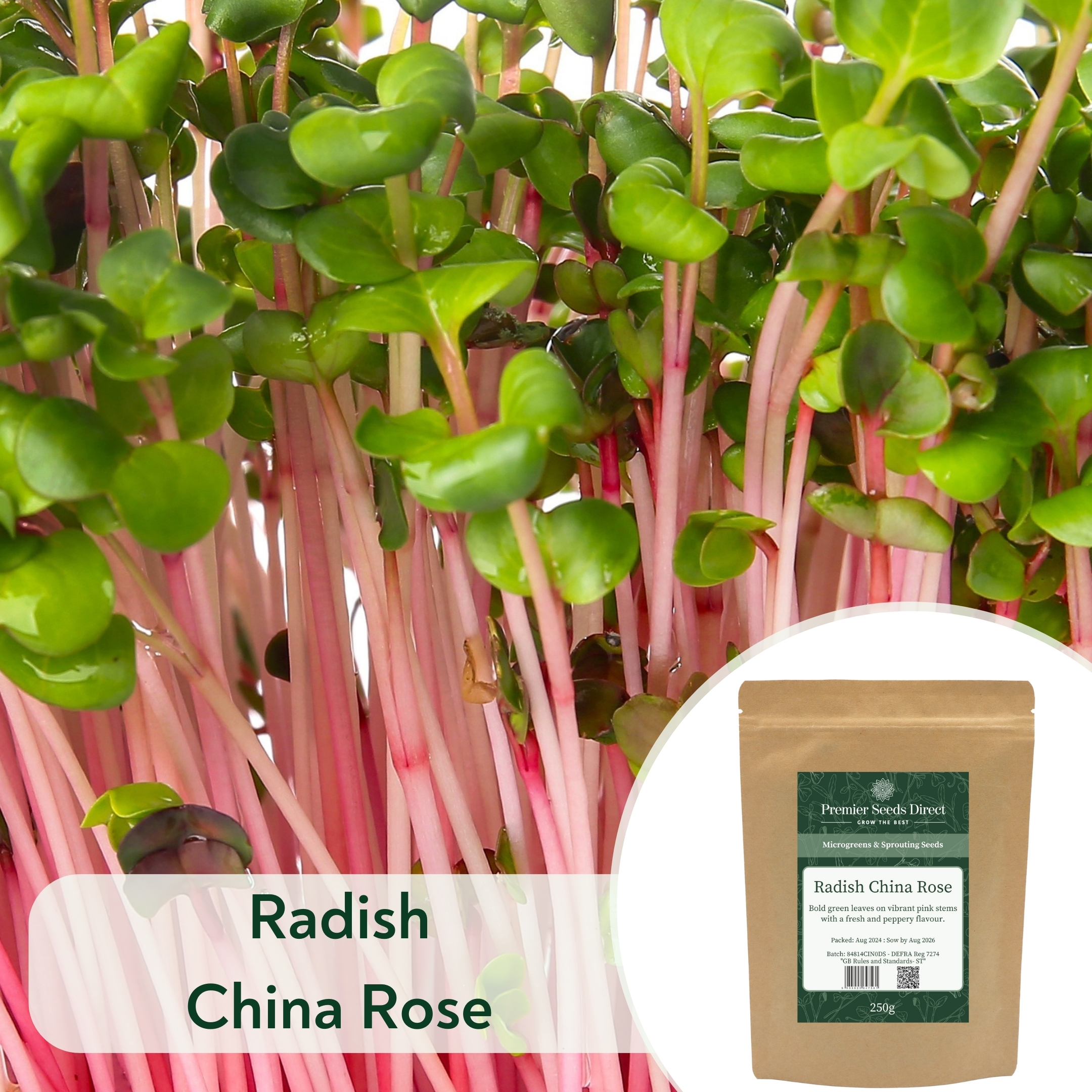 Radish China Rose