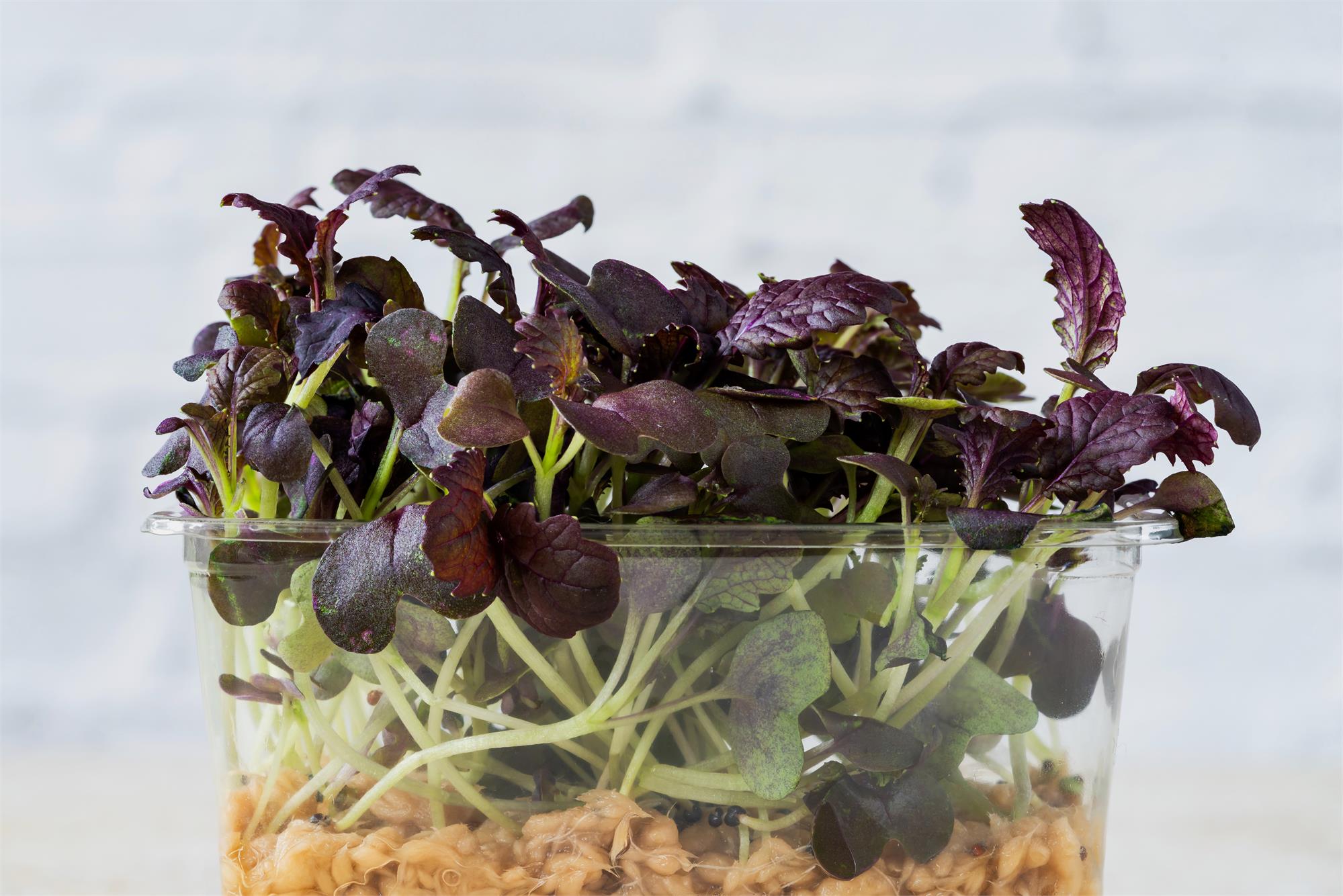 Mustard Red Carpet Microgreen Sprouting Premier Seeds Direct