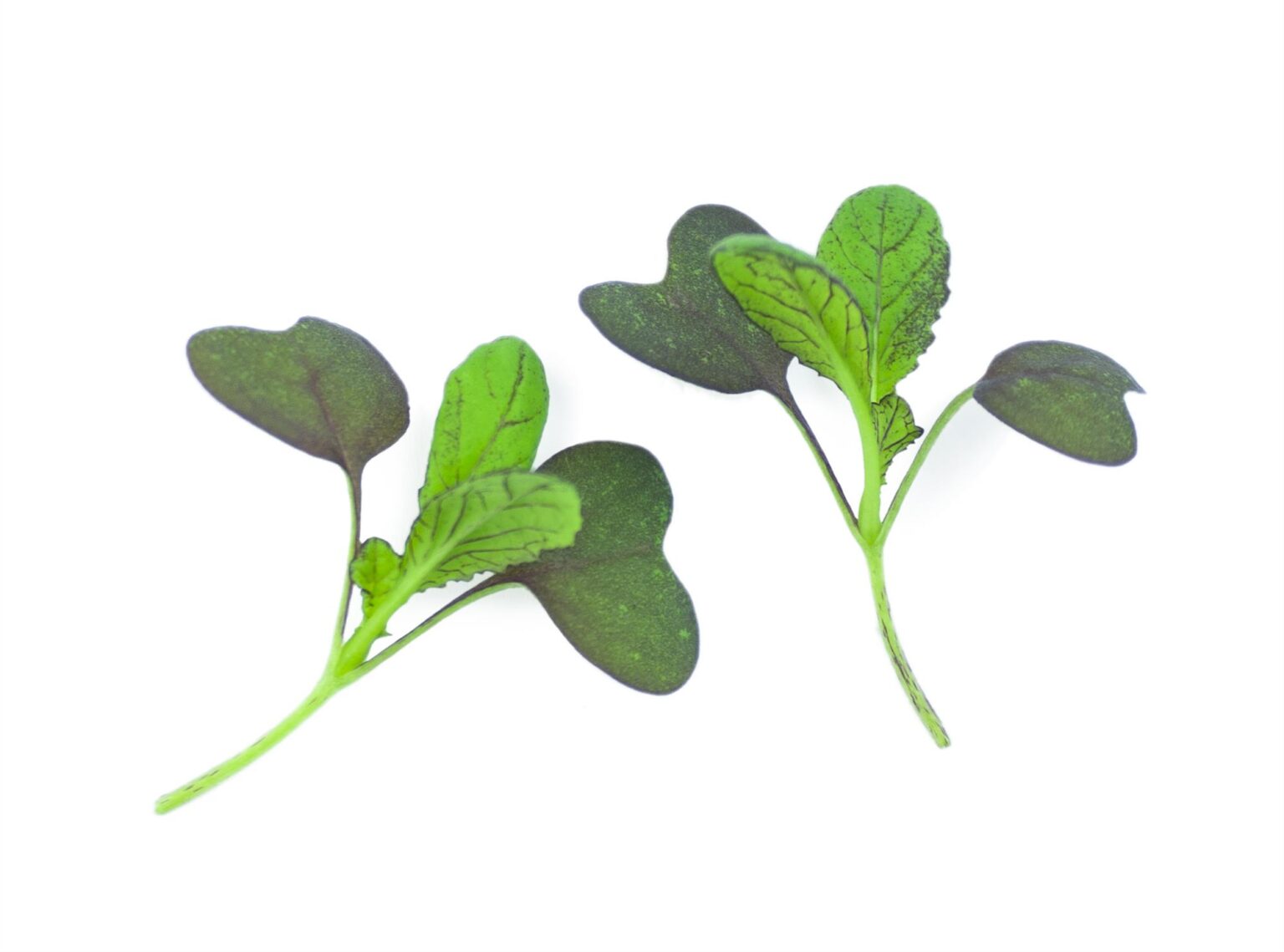 Mustard Red Lion Microgreen/Sprouting Premier Seeds Direct